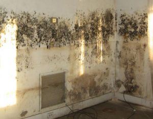 damp and mould specialists in cambridge